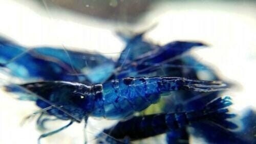 Caridine davidi blue diamond - blue,
