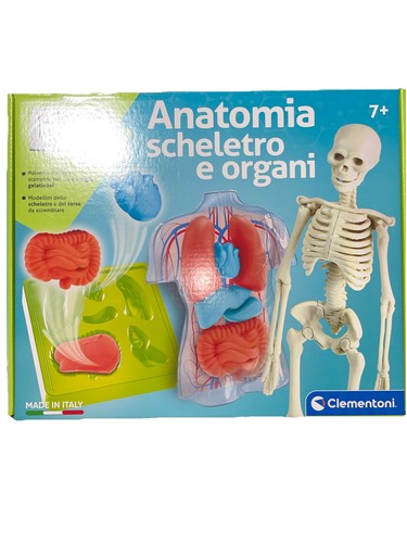Anatomia scheletro organi - scheletro,