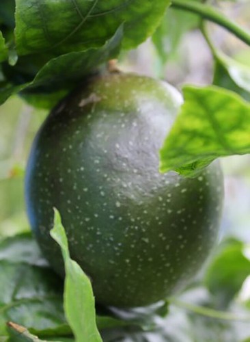 Passiflora edulis tango rara - edulis,