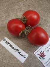 Pomodoro Fitoftoroustoichivy - 5+ semi - semi - RESISTENTE - P 184