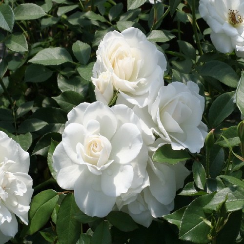 Pianta rosa iceberg - pianta,