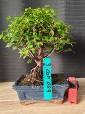 bonsai di ciliegio cinese h 28