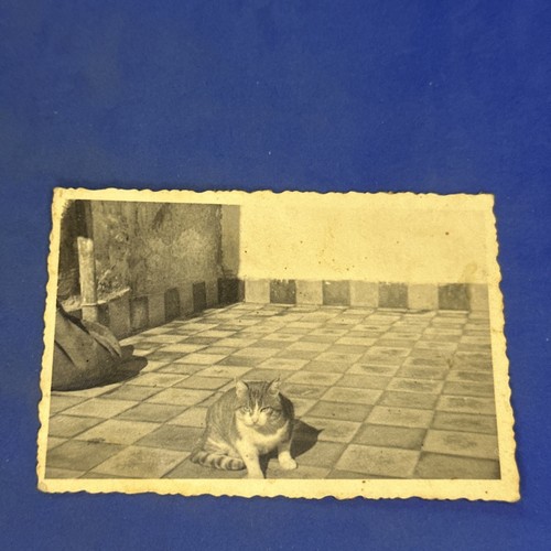 Gatto gattino foto - gatto, vintage