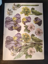 Anna Griffin Carta Fustellata Fiori 46 Fogli Girasole Iris Garofano Album