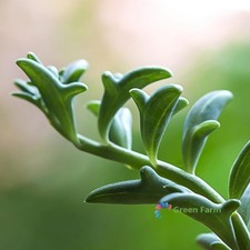 10 semi Senecio Peregrinus