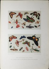 ANTICA STAMPA A COLORI 1918.19 INSETTI TRA CUI FARFALLE. DEKORATIVE VORBILDER