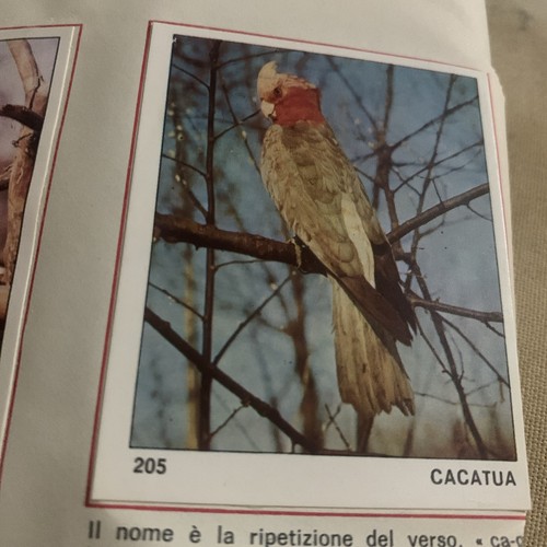 Figurina 205 mondo - , il