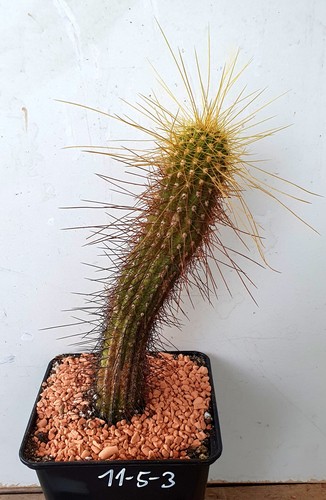 Cereus ibrido grandi fiori - t., ibrido,