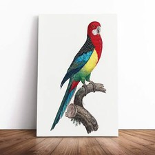 Eastern Rosella Parrot Vintage