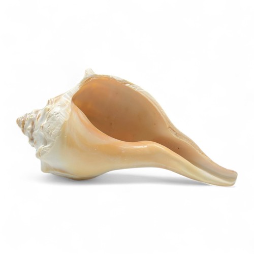 Grande conchiglia mare per - grande,