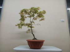 ACERO PALMATO GIAPPONESE