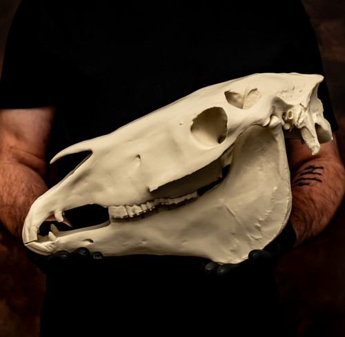 Horse skull life size replica - horse,