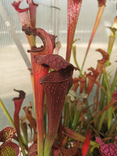 Sarracenia (leucophylla x rubricorpora) x SL8 Klein -Taglia M - Pianta Carnivora