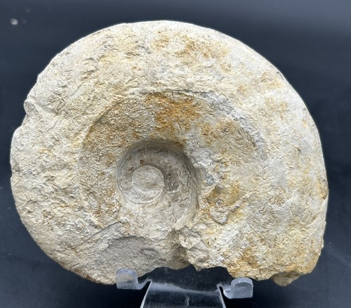Ammonite fossile del - , cretaceo