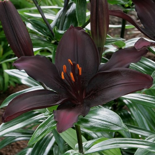 Gigli bulbi fiori cipolle - di,