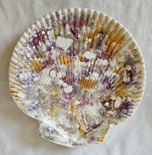 ANTICO PIATTO CONCHIGLIA DI
