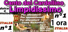 Canto del cardellino italiano - canto,