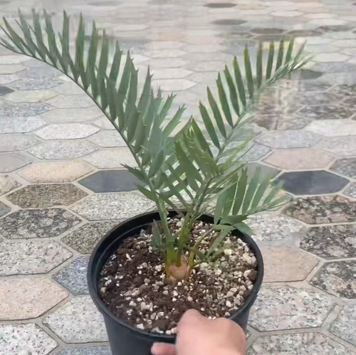 Giardino con radici proprie