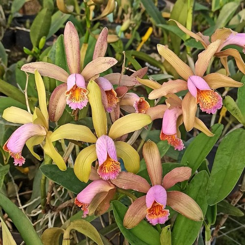 Pianta orchidea specie - orchidea,