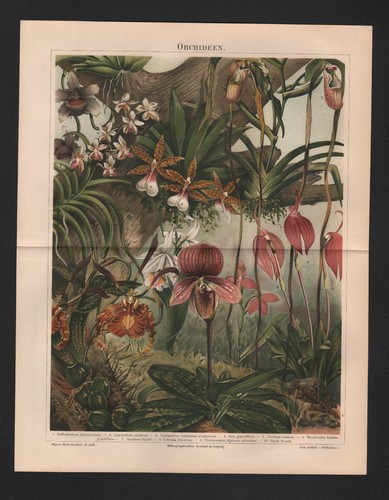 Cromo litografia 1897 - cromo-litografia,