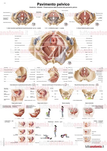 Poster anatomia umana - ,
