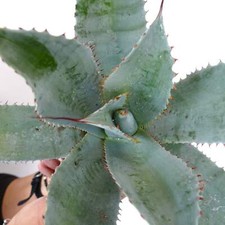 Agave ovatifolia X Agave