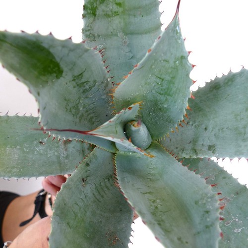 Agave ovatifolia - ovatifolia,