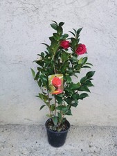 Piante di Camelia Japonica