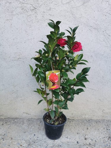 Piante camelia japonica - camelia,