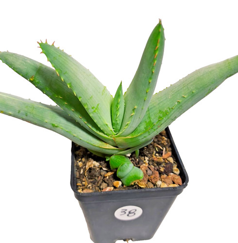 Aloe glauca vaso 7x7 - aloe,