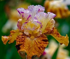Iris TB, 'Incosciente'