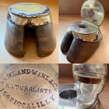 Rowland Ward & Co, 1880-1890