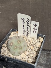 Tephrocactus geometricus, vaso