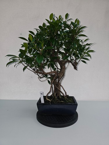 Bonsai ficus microcarpa - bonsai,