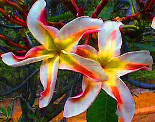 Plumeria/Frangipani/Piante/"Pe