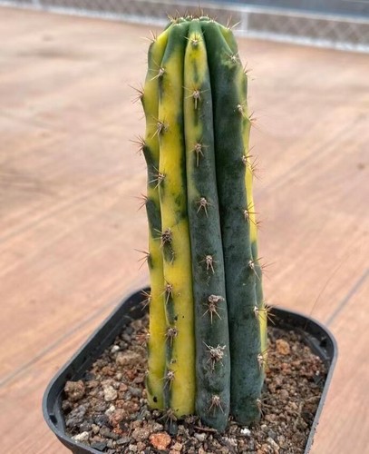 Vivo t p - t.p, variegato