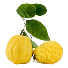 AMDGarden Pianta di Cedro