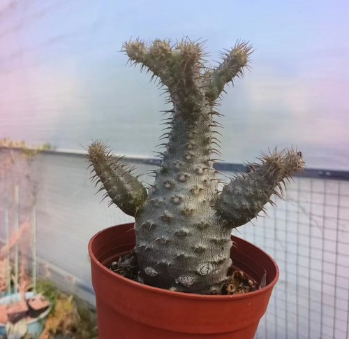 Pachypodium ssp gracilius - pachypodium,