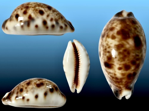 Cypraea lynx noumea n - cypraea, noumea,