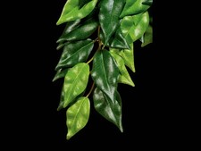 Pianta Artificiale Ficus