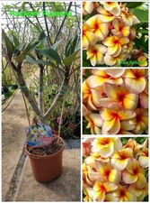 Pianta plumeria - plumeria, (plumeria
