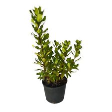 Pianta di CORBEZZOLO cespuglio