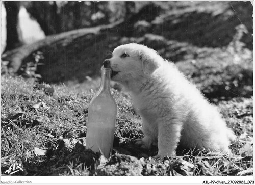 Ailp7 0649 cane cucciolo - cane,