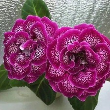 Gloxinia Bulbi Fiori Colore