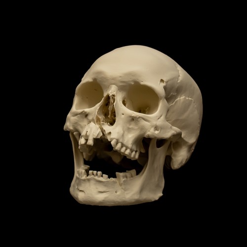 Replica human skull life - replica,