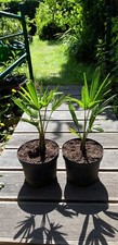 2 x Trachycarpus Wagnerianus palma di canapa resistente all'inverno.