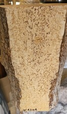 Betulla Masur (Betula alba)