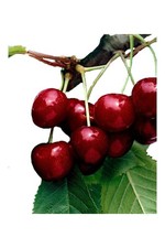 Pianta ciliegio varietà - pianta, di