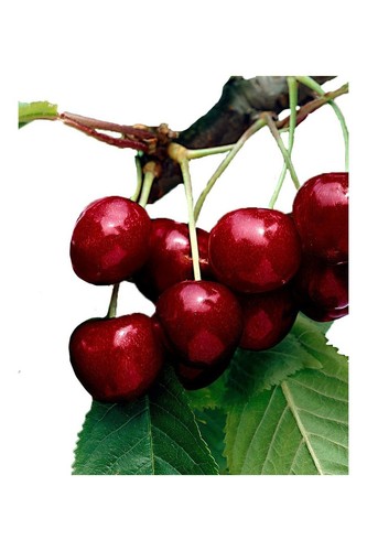 Pianta ciliegio varietà - di, ciliegio: