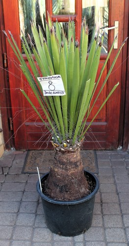 Yucca faxoniana dal - , messico
